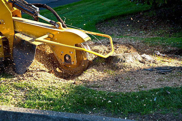 Best Tree Fertilization  in Fairview, CA