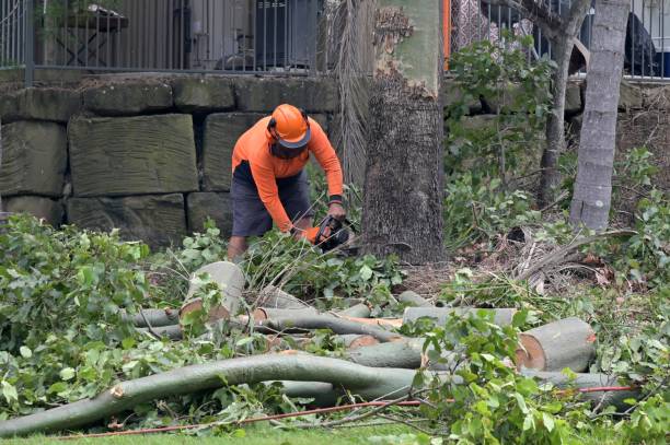 Tree and Shrub Care in Fairview, CA